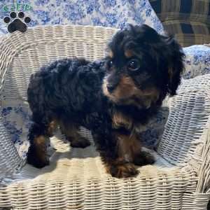Pirate, Cavapoo Puppy